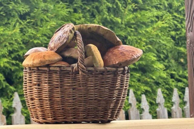 Уже в апреле: биолог ННГУ — о начале грибного сезона в нижегородских лесах - Новости Нижнего Новгорода - Живем в Нижнем, 12.04.2026