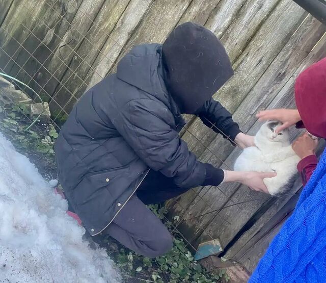 Нижегородские спасатели помогли собаке и коту в минувшие выходные - Новости Нижнего Новгорода - Живем в Нижнем, 13.04.2026