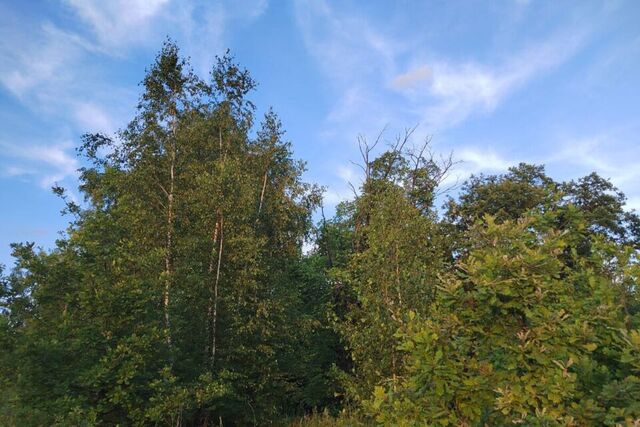 Евгения Баскакова назвала аллергенные растения в Нижегородской области - Новости Нижнего Новгорода - Живем в Нижнем, 18.04.2026