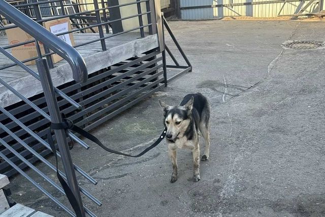 Собаку дважды оставили на привязи у нижегородского приюта - Новости Нижнего Новгорода - Живем в Нижнем, 30.10.2026