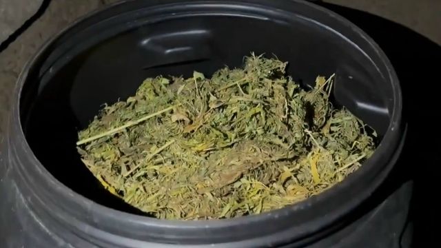 60 кг марихуаны нашли у семейной пары из Воронежа - МОЁ! Online. Все новости Воронежа, 29.07.2026