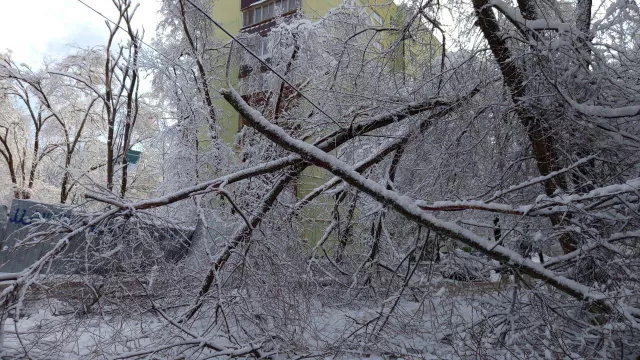 Спасатели в Ростове ликвидировали 86 поваленных деревьев - Privet-Rostov.ru -  Главные новости Ростова и Ростовской области, 05.02.2025