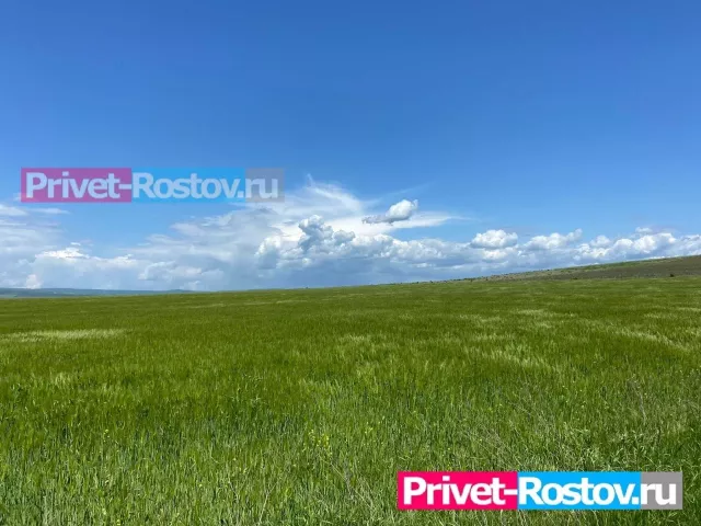 На Дону засуха может сорвать планы по сбору зерна в 2025 году - Privet-Rostov.ru -  Главные новости Ростова и Ростовской области, 04.07.2025