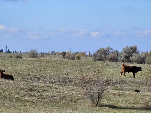 Обглоданные коровьи черепа разбросали по Волгодонску - Privet-Rostov.ru -  Главные новости Ростова и Ростовской области, 05.07.2025