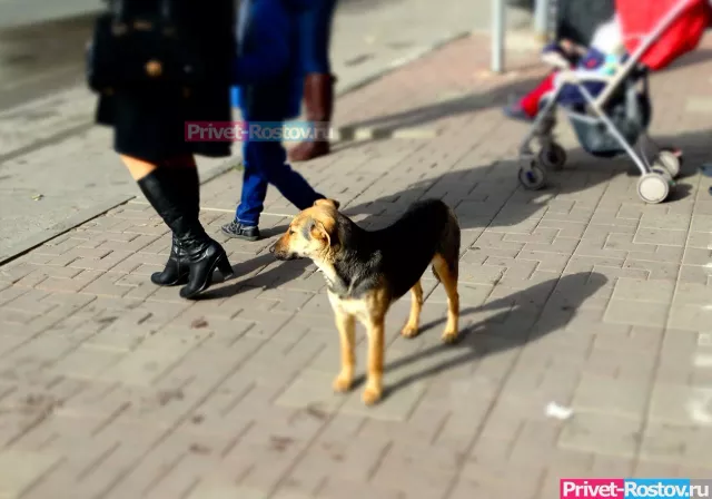 В Ростове бойцовские собаки насмерть загрызли кота на глазах у людей - Privet-Rostov.ru -  Главные новости Ростова и Ростовской области, 21.07.2025
