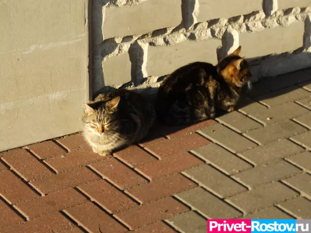 В Батайске изверг отрубил кошке здание лапы - Privet-Rostov.ru -  Главные новости Ростова и Ростовской области, 16.10.2025