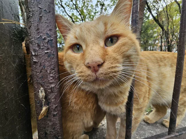 В части Ростовской области ввели карантин - Privet-Rostov.ru -  Главные новости Ростова и Ростовской области, 22.10.2025