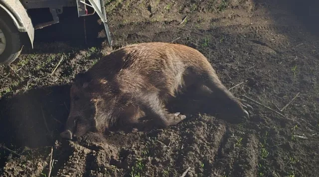 В Семикаракорском районе задержали браконьера, застрелившего 8 диких кабанов - Privet-Rostov.ru -  Главные новости Ростова и Ростовской области, 10.11.2025
