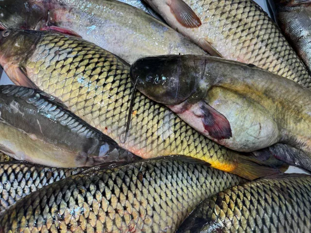 На Дону подорожала рыба в ноябре, но мясо ещё дороже - Privet-Rostov.ru -  Главные новости Ростова и Ростовской области, 16.11.2025