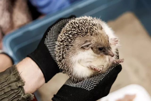 Сбер и Донволонтёр взяли в опеку ушастого ежа в ростовском зоопарке - Privet-Rostov.ru -  Главные новости Ростова и Ростовской области, 18.11.2025