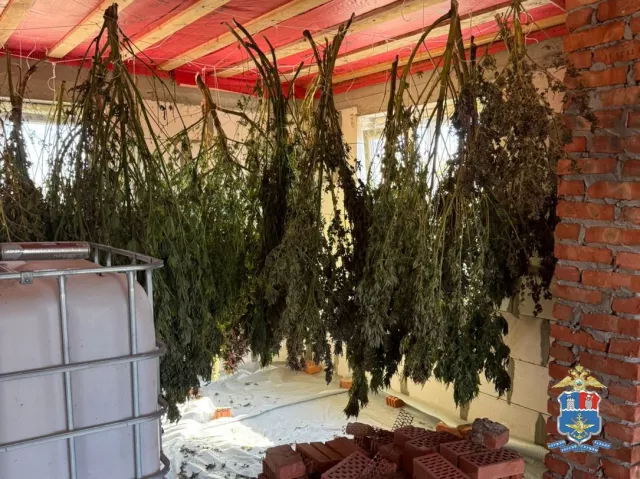 В Ростовской области задержан мужчина с более чем 70 килограммами конопли - Privet-Rostov.ru -  Главные новости Ростова и Ростовской области, 19.11.2025