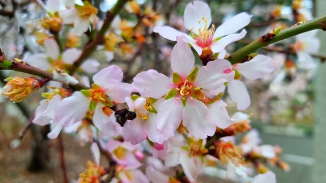 Весна 2026 года в Ростове побьёт температурный рекорд за 30 лет - Privet-Rostov.ru -  Главные новости Ростова и Ростовской области, 03.03.2026