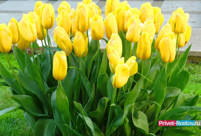 Длинные выходные официально введут в Ростовской области в конце весны - Privet-Rostov.ru -  Главные новости Ростова и Ростовской области, 10.03.2026