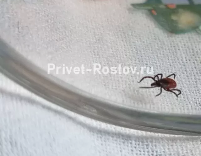 В Ростовской области нашли клещей-мутантов с полосатыми лапами - Privet-Rostov.ru -  Главные новости Ростова и Ростовской области, 19.03.2026