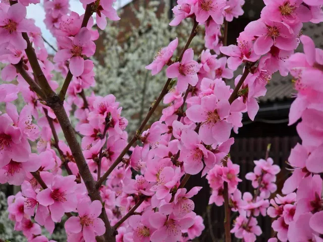 Дожди грозы и потепление ожидаются на Дону в течение апреля Дожди грозы и потепление ожидаются на Дону в течение апреля - Privet-Rostov.ru - Главные новости Ростова и Ростовской области, 01.04.2026