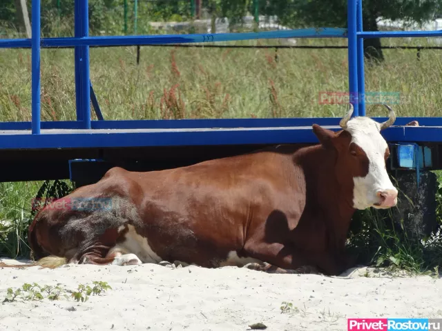 В Ростовской области начали массово уничтожать скот из-за угрозы ящура - Privet-Rostov.ru -  Главные новости Ростова и Ростовской области, 07.04.2026