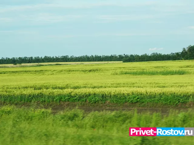 Жителя Ростовской области накажут за сорняки - Privet-Rostov.ru -  Главные новости Ростова и Ростовской области, 13.04.2026