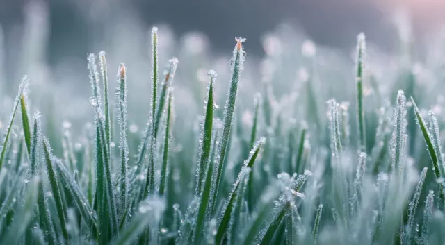 Ночные заморозки ожидаются в Ростовской области - Privet-Rostov.ru -  Главные новости Ростова и Ростовской области, 14.04.2026