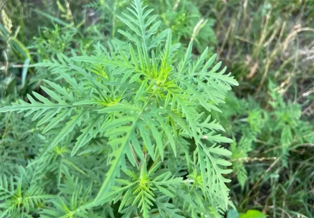 Глава Ростова Скрябин пообещал лично бороться с амброзией Глава Ростова Скрябин пообещал лично бороться с амброзией - Privet-Rostov.ru - Главные новости Ростова и Ростовской области, 15.04.2026