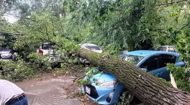 Ученые ЮФУ восстановят поврежденные «легкие» Ростова - Privet-Rostov.ru -  Главные новости Ростова и Ростовской области, 28.07.2026