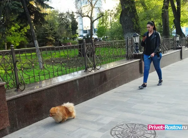 В Шахтах составили протокол на хозяйку собак, гулявших без присмотра - Privet-Rostov.ru -  Главные новости Ростова и Ростовской области, 07.09.2026