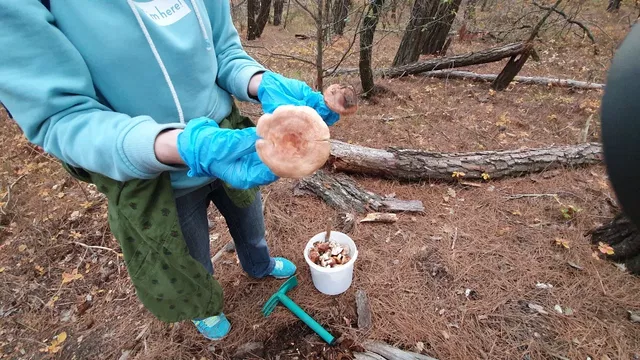 Спасатели нашли заблудившегося грибника в Ростовской области - Privet-Rostov.ru -  Главные новости Ростова и Ростовской области, 17.10.2026