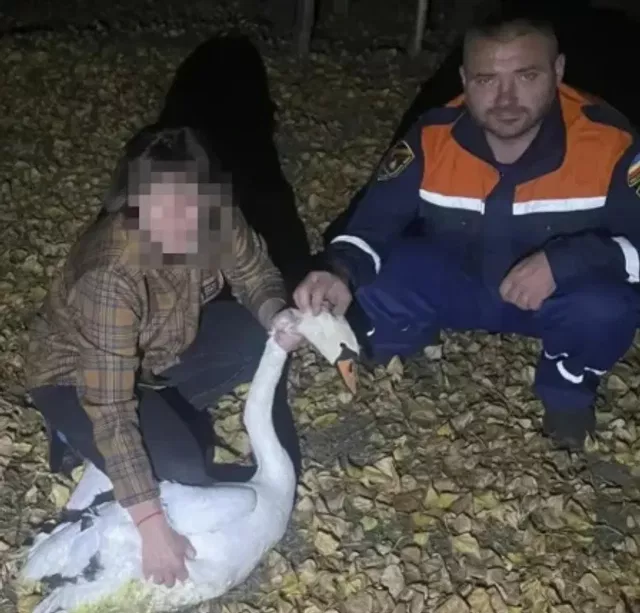 На Дону спасатели освободили лебедя, запутавшегося в оставленных рыболовных сетях - Privet-Rostov.ru -  Главные новости Ростова и Ростовской области, 20.10.2026