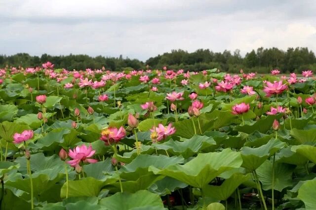 ОЗЕРО ЛОТОСОВ БЛАГОУСТРОЯТ - Новости Хабаровска, 10.11.2025