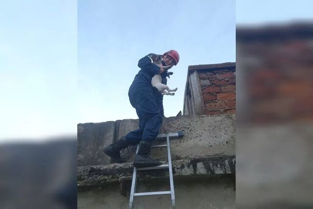В Новороссийске спасатели сняли с крыши гаража собаку, которая провела там двое суток - Я Краснодар, 19.11.2025