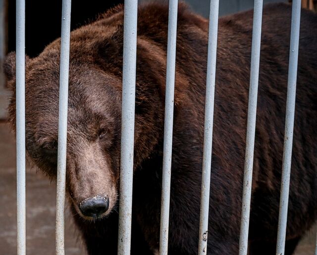 В Златоусте медведь повадился обедать останками людей на кладбище - Челябинск Сегодня, 15.09.2025