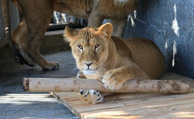 Кипера отдали на съедение: топ-5 примеров подачи лакомств в Челябинском зоопарке - Челябинск Сегодня, 14.11.2025