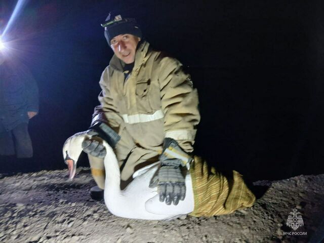 В Челябинской области спасли примёрзшего ко льду лебедя - Челябинск Сегодня, 19.11.2025