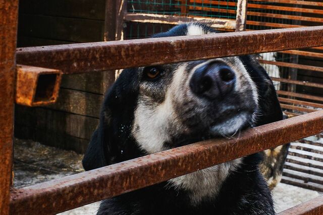 Проводник спасла щенка из опрокинувшегося поезда Москва – Челябинск Проводник спасла щенка из опрокинувшегося поезда Москва – Челябинск - Челябинск Сегодня, 05.04.2026