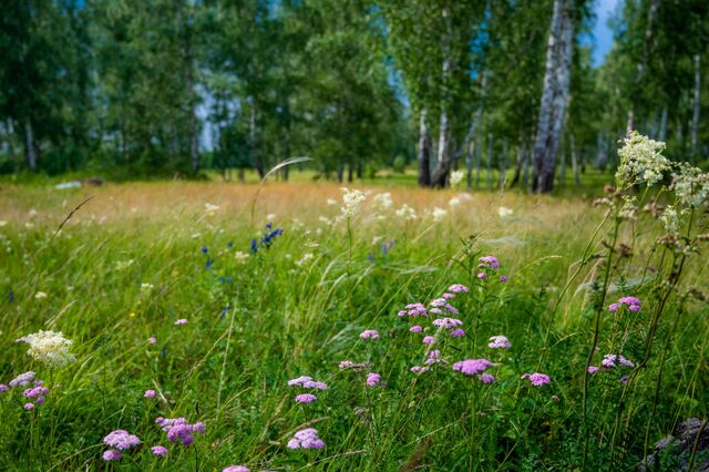 Челябинская область угодила в клещевые фавориты - Челябинск Сегодня, 17.04.2026