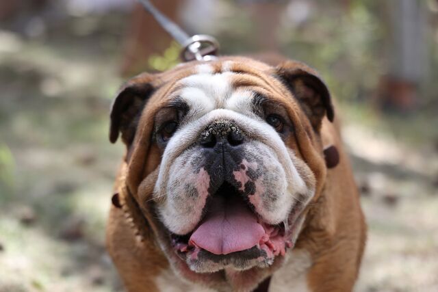 Ирина Текслер чипировала семейную собаку Черчилля - Челябинск Сегодня, 20.04.2026