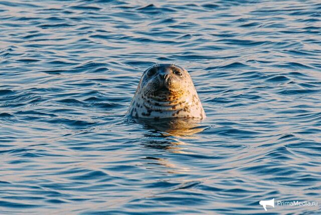 Сегодня в Приморье днём местами небольшой дождь - PrimaMedia.ru | Новости Приморского края, 22.03.2026