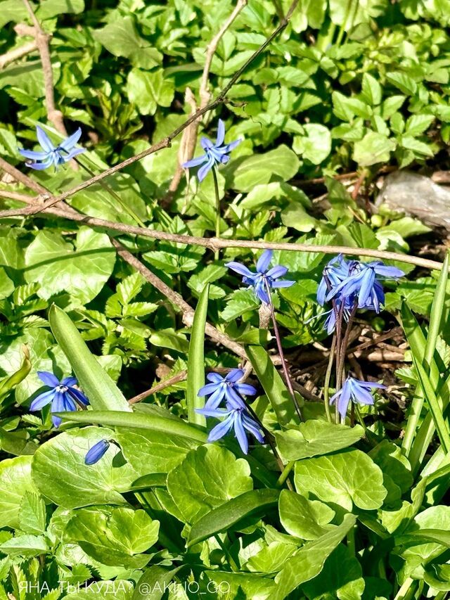 Вот такая красота в центре Нижнего Новгорода! - Нижегородская правда, 16.04.2026
