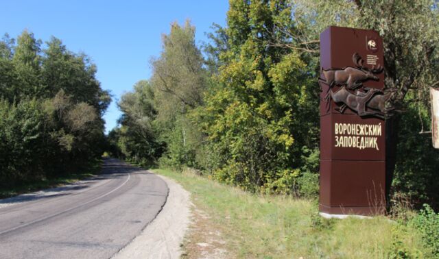 В Воронежском заповеднике погиб единственный самец рыси - Новости Воронежа, 11.06.2025
