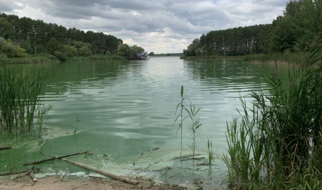 Воронежское водохранилище зацвело раньше срока и покрылось зловонной плёнкой - Новости Воронежа, 13.06.2025