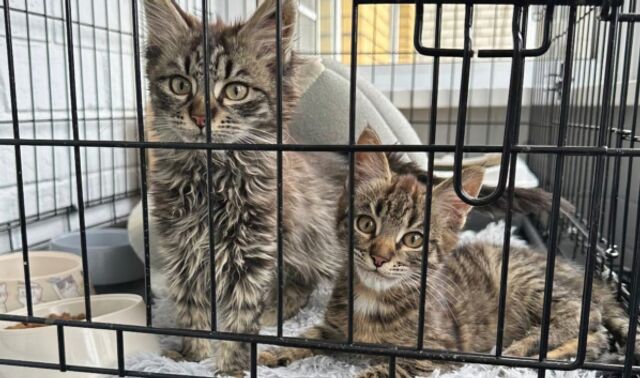 В Воронеже спасли котят, оставленных у кладбища и застрявших на деревьях - Новости Воронежа, 01.07.2025