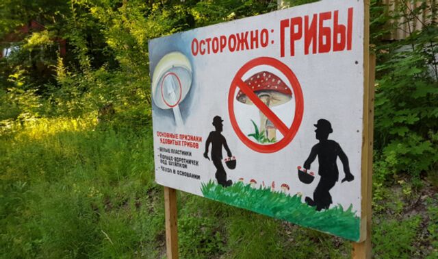 В Воронежской области зафиксированы первые случаи отравления грибами - Новости Воронежа, 01.07.2025