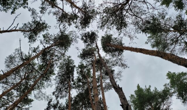 В Воронежской области в лесу началась подготовка к созданию особо охраняемой территории - Новости Воронежа, 14.07.2025