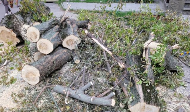 Можно ли спилить дерево на даче в Воронежской области - Новости Воронежа, 16.07.2025
