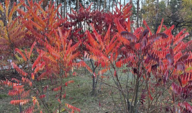 Какая погода ожидается в Воронеже в праздничные дни со 2 по 4 ноября - Новости Воронежа, 02.11.2025