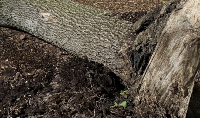 Жителей Воронежской области предостерегли об усилении ветра до 18 метров в секунду - Новости Воронежа, 17.11.2025