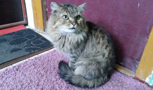 Кот постирался в машинке вместе со шторами: хвостатому потребовалась помощь ветеринаров - Новости Воронежа, 26.02.2026