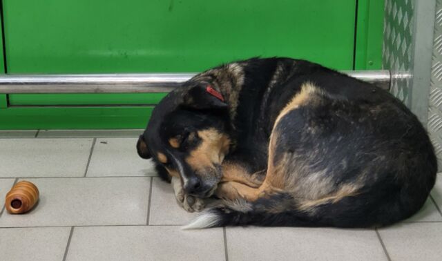 Жителям Воронежа напомнили о горячей линии по бездомным собакам - Новости Воронежа, 05.03.2026