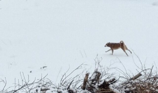 В Воронежской области выявили еще два очага бешенства: общее число выросло до 19-ти - Новости Воронежа, 11.03.2026