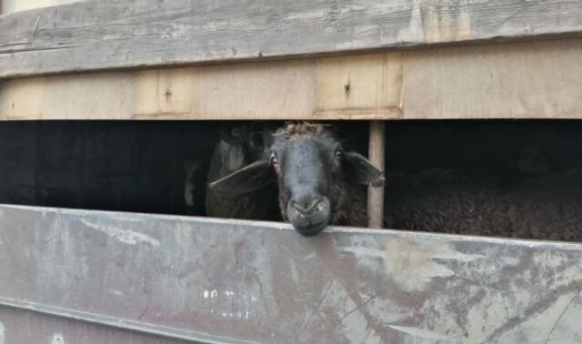 На трассе под Воронежем остановили перевозку скота без обязательных документов - Новости Воронежа, 23.03.2026