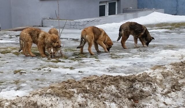 Под Воронежем с администрации района взыскали 30 тысяч за вред от укусов собаки - Новости Воронежа, 23.03.2026
